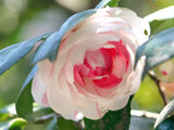 Camellia Shibori  otome