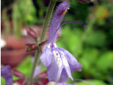 Salvia bulleyana