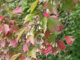 Acer crataegifolium