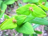 Euphorbia sieboldiana