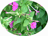 Mirabilis jalapa