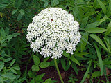 Daucus carota