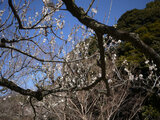 Prunus mume  'Kasugano'