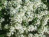 Alyssum