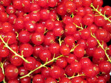 Redcurrant