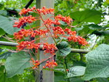 Clerodendrum 