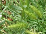 Hordeum murinum