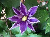 Clematis