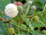 Leucaena leucocephala