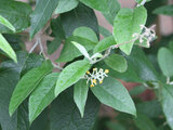 Buddleja madagascariensis