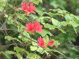 Rhododendron dilatatum