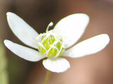 Anemone pseudoaltaica