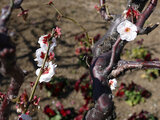 Prunus mume 'prunus-mume-unryubai'