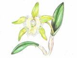 世界の国花シリーズ ホンジュラス共和国 Honduras