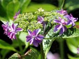 Hydrangea Dance party