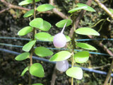 Sphyrospermum cordifolium