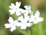 Verbena tenera