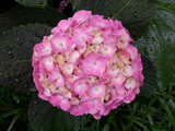 Hydrangea macrophylla