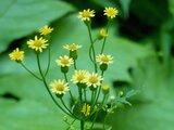 Ragwort 