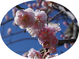 Prunus mume 'Fujibotan-shidare'