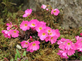 Primula rosea