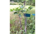 Jack in the pulpit