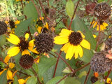 Rudbeckia triloba