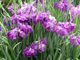 Japanese Iris 'Hagi no shitatsuyu'