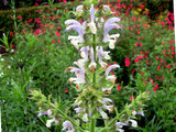 Clary Sage