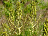 Veratrum stamineum