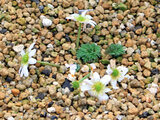 Callianthemum anemonoides