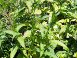 Collinsonia japonica