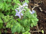 Delphinium anthriscifolium