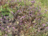 henbit dead-nettle