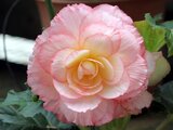  Begonia tuberhybrida