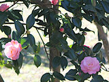 Camellia Syunshoko