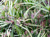 Cyperus alternifolius