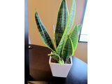 Snake Plant