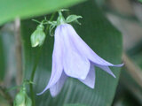 Adenophora remotiflora