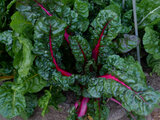 Swiss chard