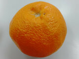 Navel Orange