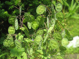 Lunaria annua