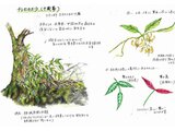 Gardneria multiflora