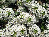 Alyssum