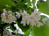 Styrax obassia