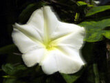 tropical white morning-glory