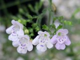 Calamintha nepeta