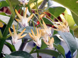 Hoya multiflora