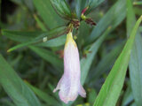 Strobilanthes anisophyllus