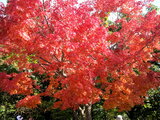 Maple tree 